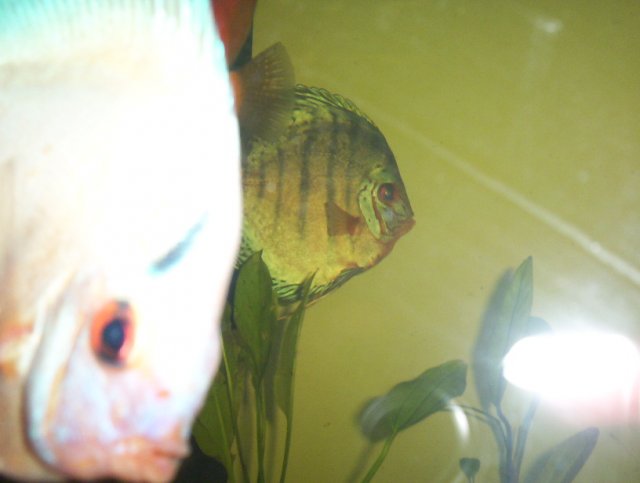 newfishpics 005.JPG