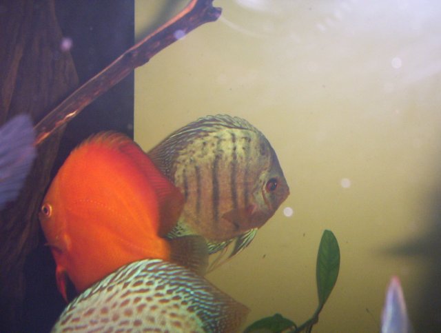newfishpics 012.JPG