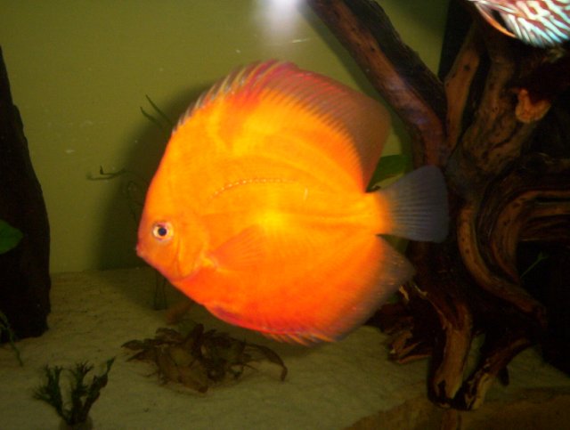 newfishpics 001.JPG