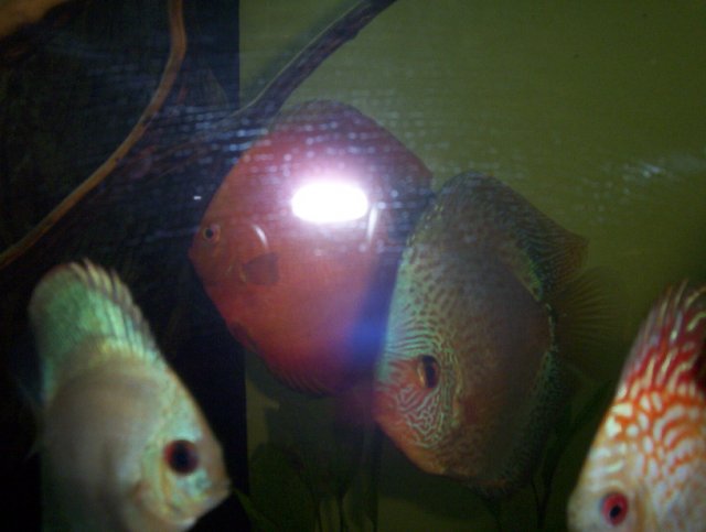 newfishpics 002.JPG