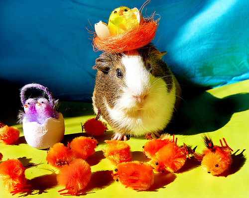 easter-guinea-pig.jpg