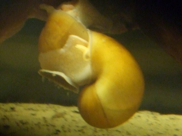 snail love 1.jpg