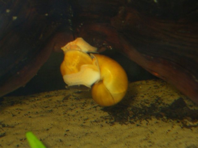 snail love 2.jpg