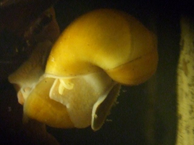 snail love 3.jpg