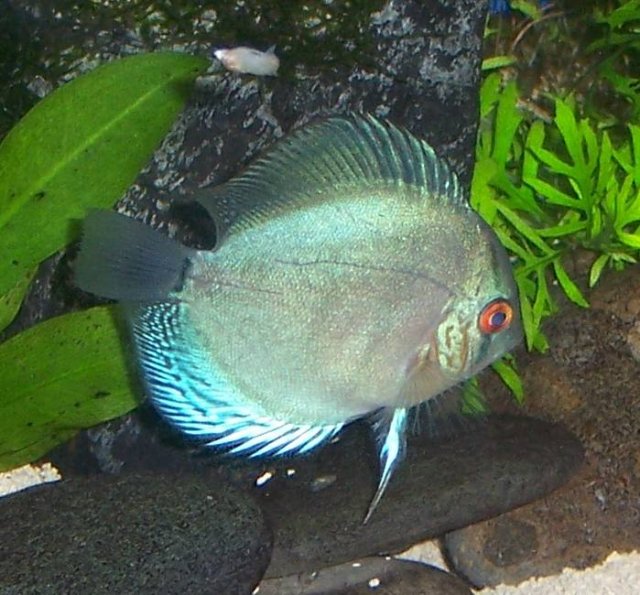 Discus Blue a.jpg Discus Blue a.jpg