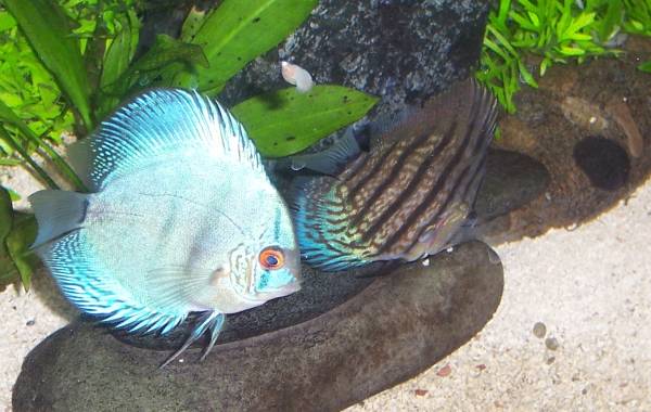 Discus Blue and 02.jpg Discus Blue and 02.jpg