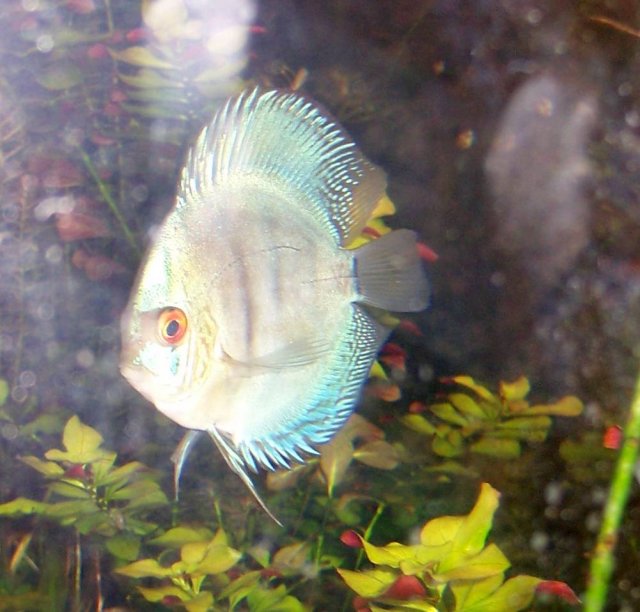 Blue Discus 01.jpg Blue Discus 01.jpg