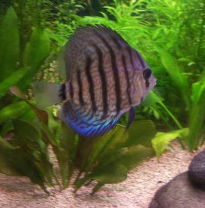 Discus 02 a.jpg Discus 02 a.jpg