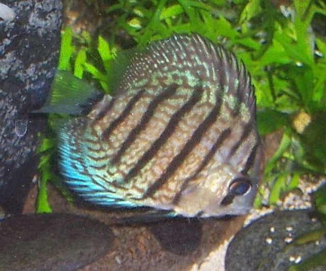 Discus 02 b.jpg Discus 02 b.jpg