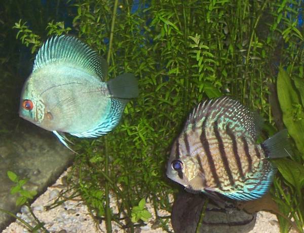 Discus Blue High Fin and 02.jpg Discus Blue High Fin and 02.jpg