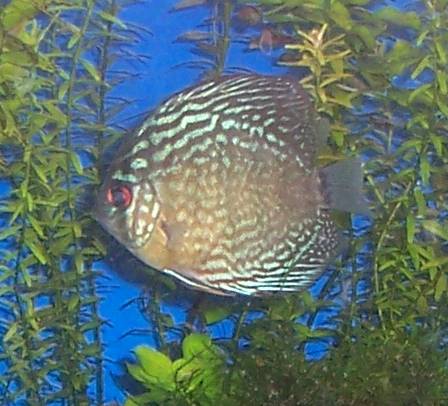 Discus 03.jpg Discus 03.jpg