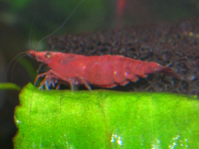 Cherry Shrimp.JPG