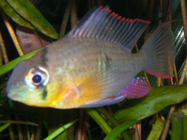 Bolivian Ram.JPG