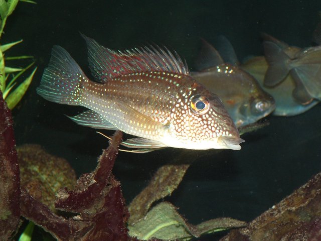 DSCF0008_2.JPG