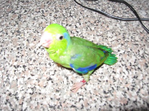 parrotlet2.jpg