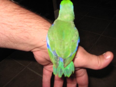 parrotlet3.jpg