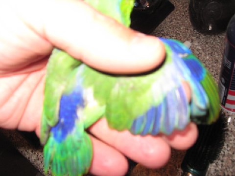 parrotlet.jpg