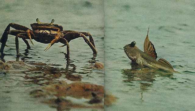 crab.jpg