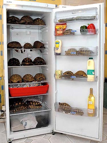 turtle-fridge.jpg turtle-fridge.jpg