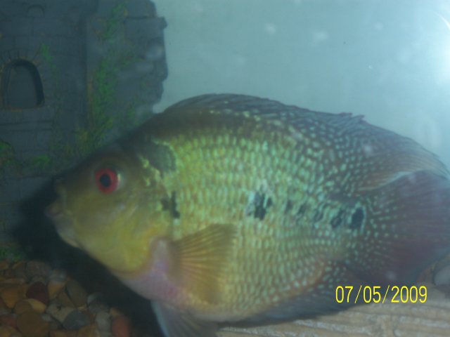 100_1127.JPG