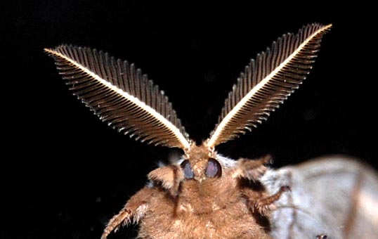 Moth face.jpg