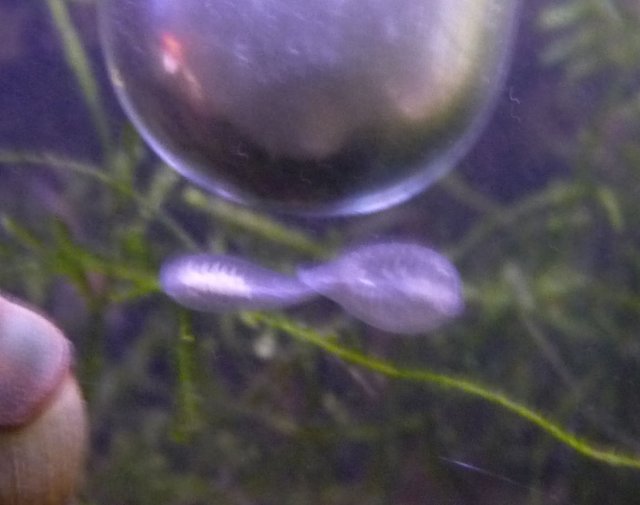 leaches.jpg