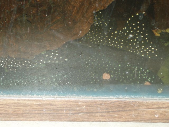 Tannis and Drake.JPG Tannis and Drake.JPG