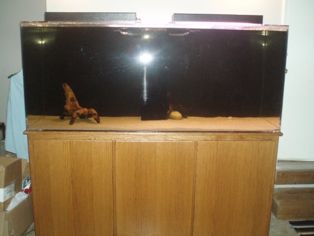 Full Tank Shot.JPG Full Tank Shot.JPG