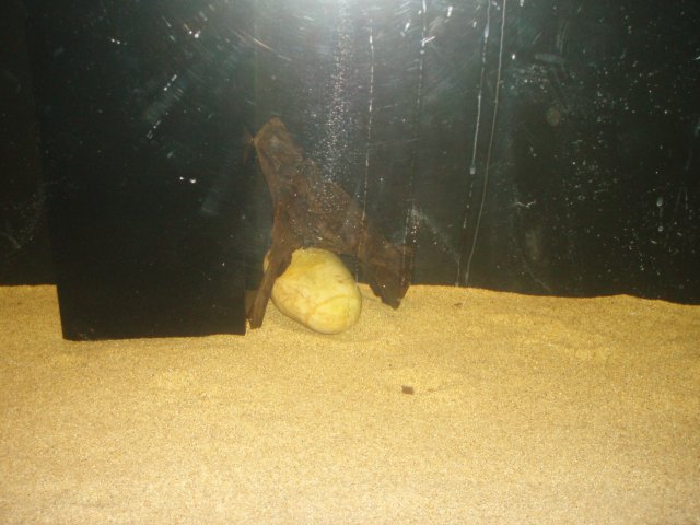 Rock-Wood.JPG Rock-Wood.JPG