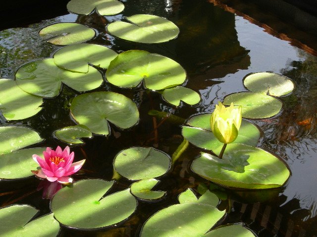 Pond 02.JPG