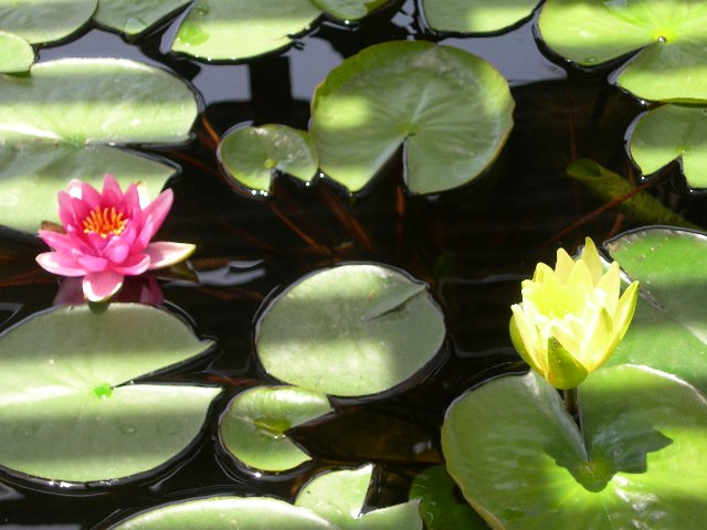 Pond 05.JPG