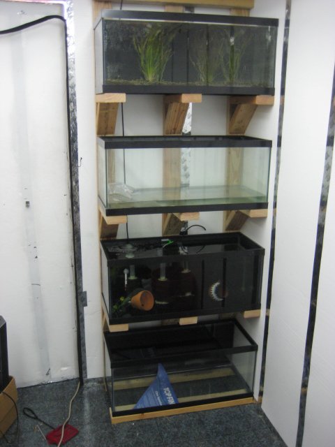 fish 001.jpg