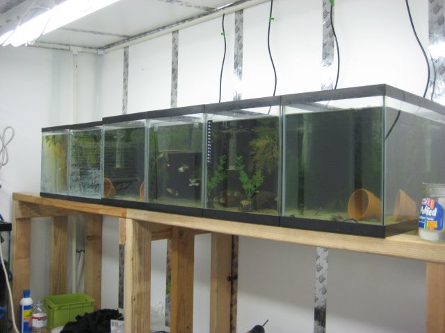 fish 002.jpg