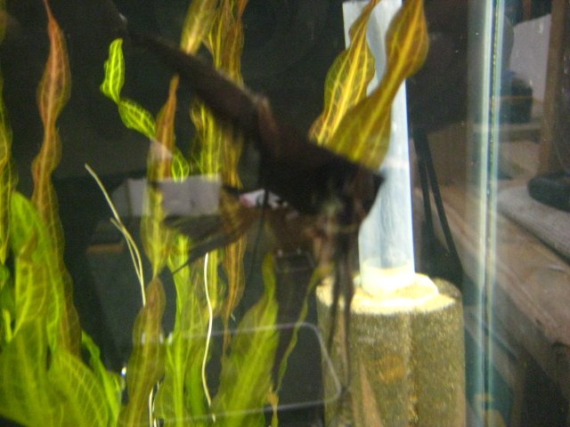 fish 008.jpg