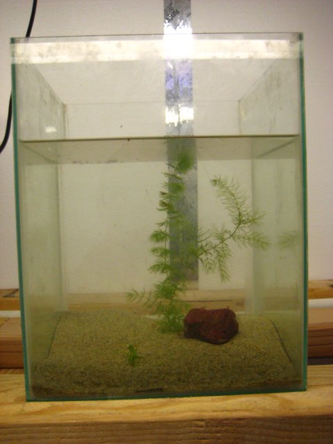 fish 011.jpg