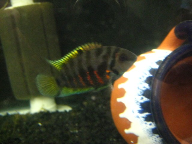 fish 016.jpg