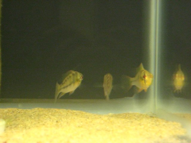 fish 013.jpg