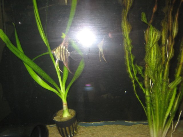 fish 007.jpg