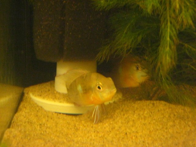 fish 014.jpg