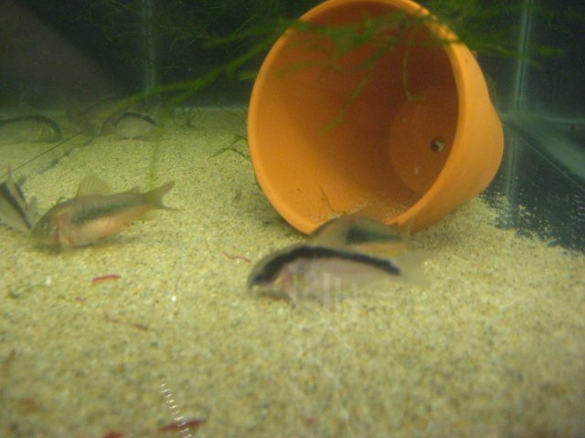 fish 021.jpg
