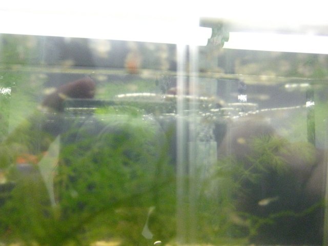 fish 009.jpg