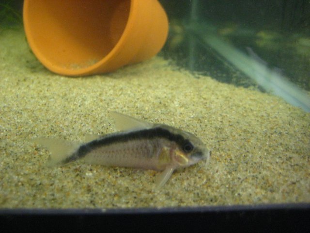 fish 010.jpg