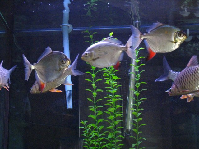 IMG_0105.JPG