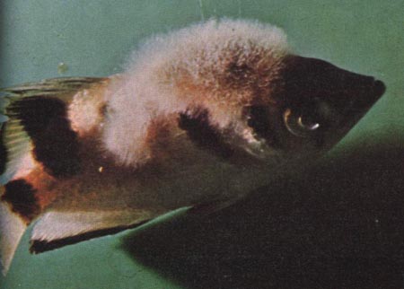 Fish fungus.jpg Fish fungus.jpg