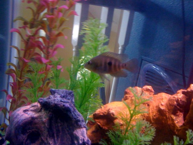 FIsh 1.jpeg