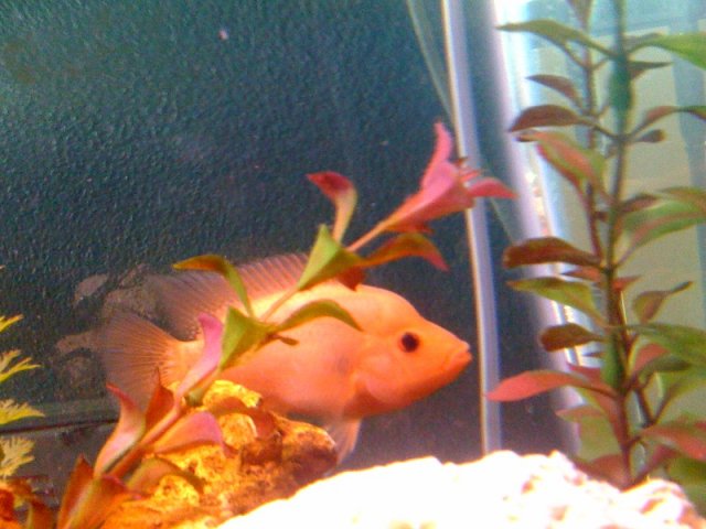 Fish 2.jpeg