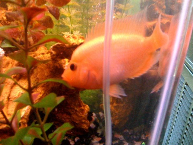 fish 4.jpeg