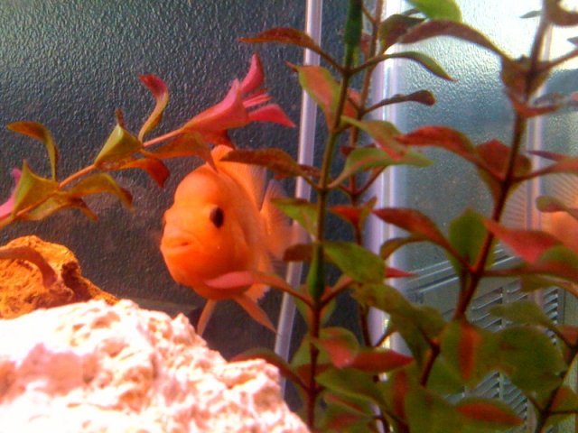 fish5.jpeg