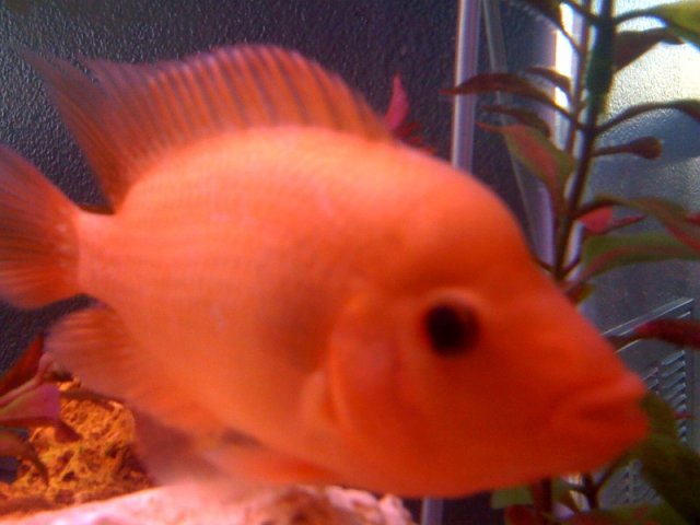 fish 6.jpeg