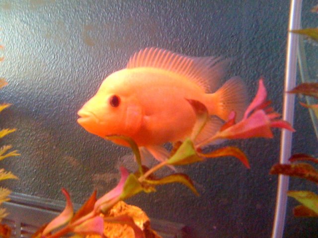 fish 7.jpeg